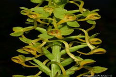 Platanthera edgeworthii